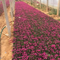 自产自销欧石竹。欧石竹种植基地。青州欧石竹价格处理