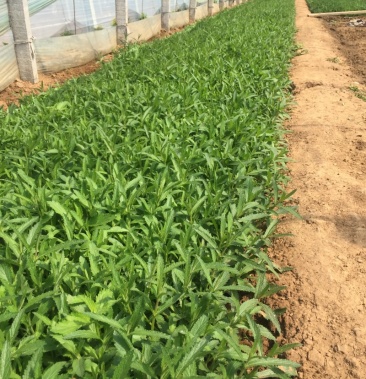 自产自销柳叶马鞭草 柳叶马鞭草种植基地 100万棵