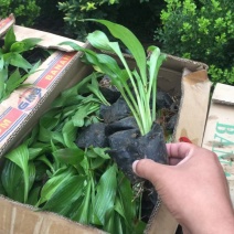 玉簪自产自销玉簪种植基地。300万直销。
