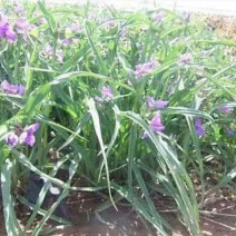 紫露草自产自销。青州紫露草80万低价处理