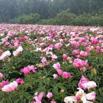 芍药自产自销芍药种植基地。20万低价