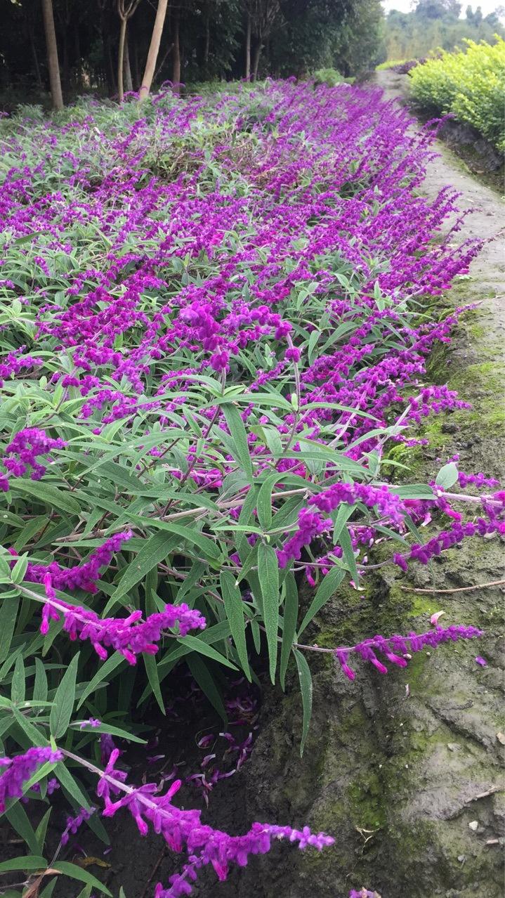 [鼠尾草批发]墨西哥鼠尾草自产自 销墨西哥鼠尾草农户直销.