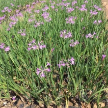 花卉盆景紫娇花种植基地紫娇花大量供应