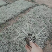 花卉盆景花叶燕麦草种植基地花叶燕麦自产自销