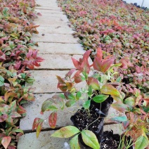 火焰南天竹种植基地火焰南天竹批发价格。30万处理