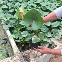 睡莲种植基地睡莲批发价格。50万低价处理。