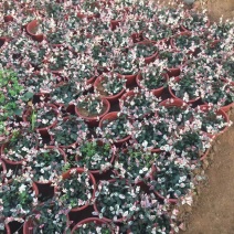 花叶络石自产自销花叶络石种植基地。500万处理。