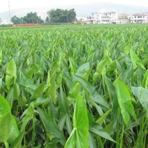 慈姑自产自销慈姑种植基地。500万直销