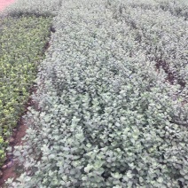 单叶蔓荆种植基地。单叶蔓荆自产自销。300万价格