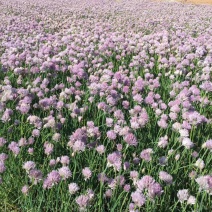 花葱自产自销花葱种植基地。300万直销。