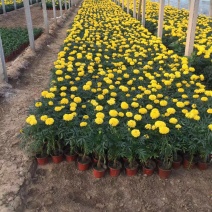 万寿菊自产自销万寿菊种植基地。500万处理