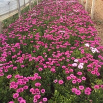 南非万寿菊种植基地南非万寿菊农户直销。300万处理