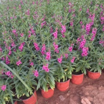 香菜雀自产自销香菜雀种植基地。300万处理