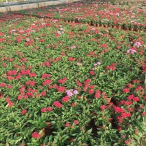 繁星花自产自销繁星花种植基地