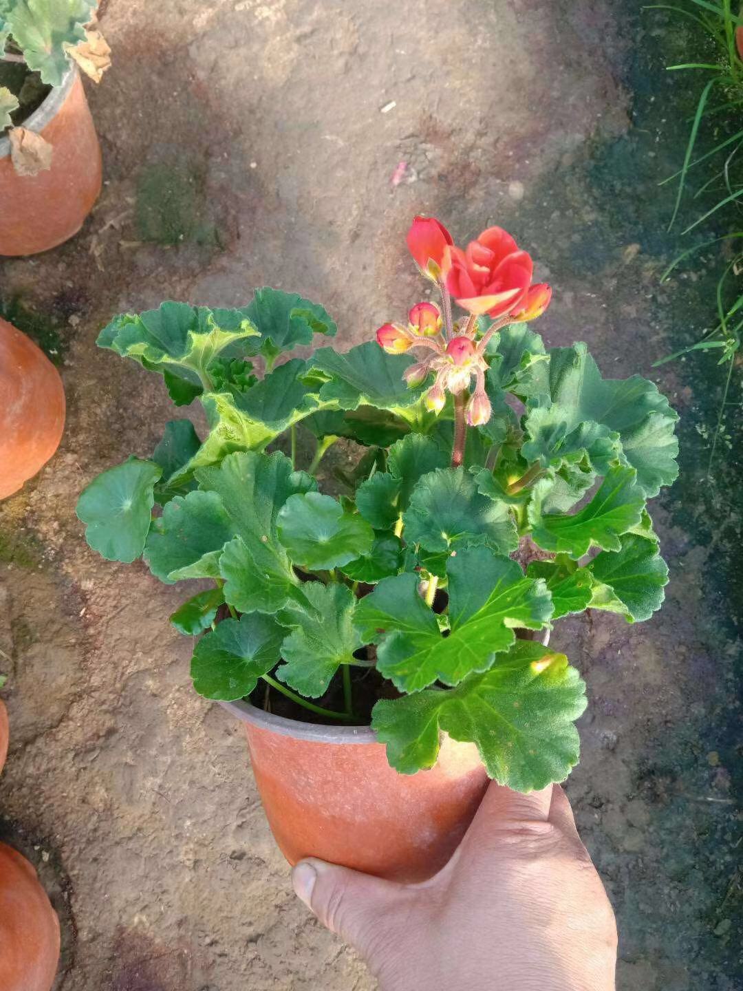 [天竺葵批发]天竺葵自产自销 天竺葵基地直销.500万低价处理.价格1.