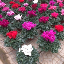 仙客来自产自销仙客来种植基地。50万处理。