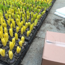 风信子自产自销风信子种植基地