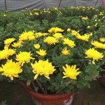 大菊花自产自销大菊花价格种植基地。300万处理
