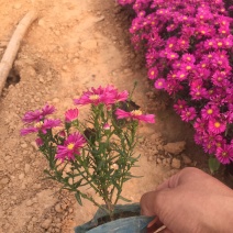 荷兰菊自产自销荷兰菊种植基地。300万低价处理。