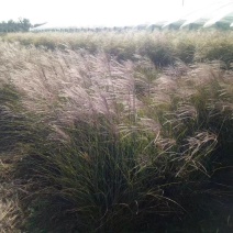 矢羽芒种植基地矢羽芒自产自销矢羽芒一手货源