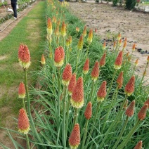 火炬花自产自销火炬花种植基地。500万处理。