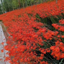 火星花自产自销火星花种植基地