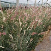 花卉盆景坡地毛冠草自产自销坡地毛冠草种植基地。3