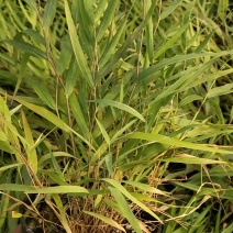 花卉盆景箱根草种植基地箱根草农户直销。低价处理。
