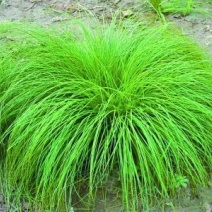 细叶苔草自产自销。细叶苔草青州80万处理