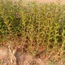 红王子锦带种植基地红王子锦带自产自销。50万低价