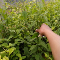 棣棠种植基地棣棠自产自销。30万低价处理