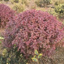 冬红卫矛自产自销冬红卫矛种植基地青州冬红卫矛价格