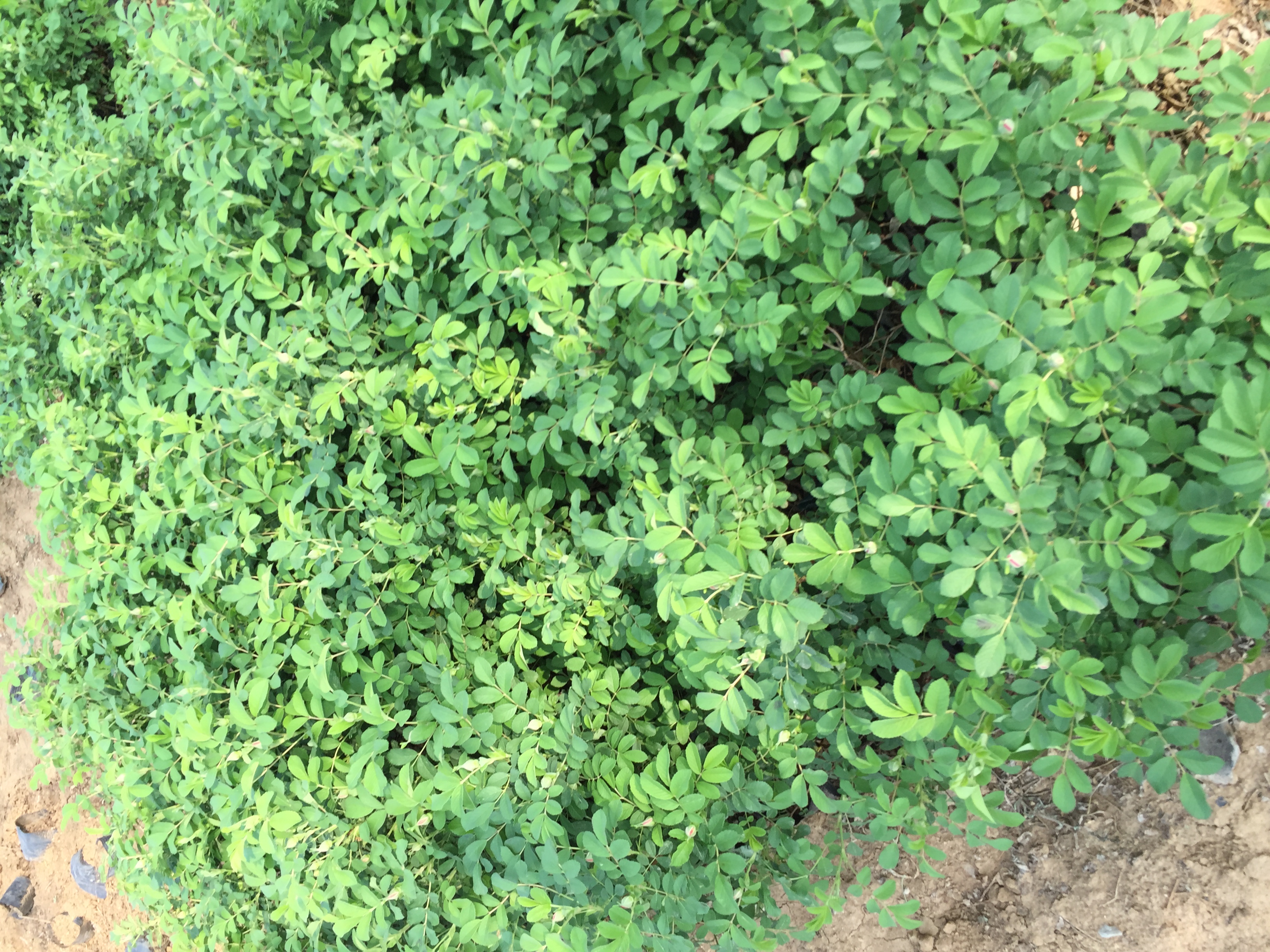 四季玫瑰在阳光下的健康叶片,展示其正常绿色状态 四季玫瑰在阳光下的健康叶片