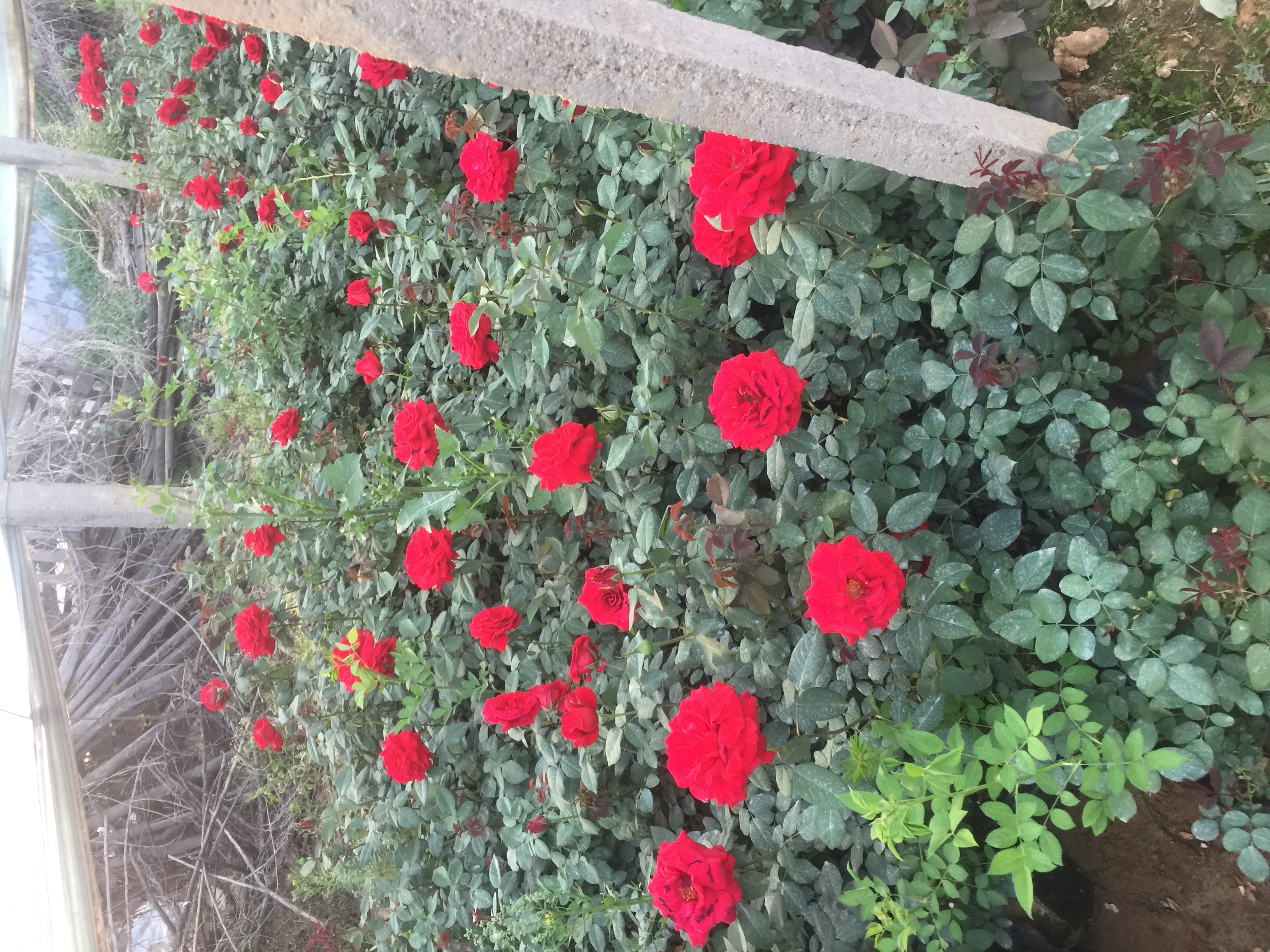 达西月季花艺作品