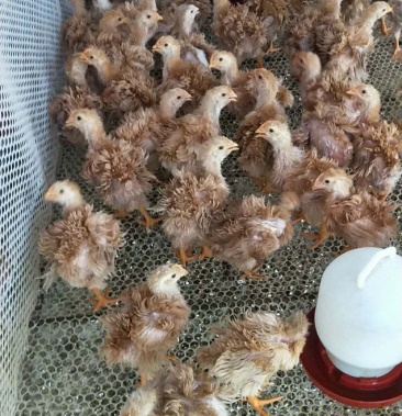 翻毛鸡苗,卷毛鸡苗,麒麟鸡苗.