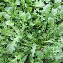野生荠菜种子野菜阳台四季播菜籽盆栽地菜蔬菜种籽孑菜