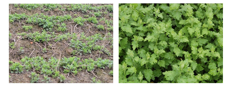 野菊花与其他常见菊花的对比图示,展示花朵、叶片和植株差异 野菊花与其他菊花对比图