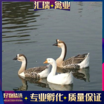 [荐]正品杂交鹅苗三花杂交鹅苗货运全国