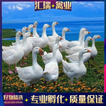 [荐]优质杂交鹅苗大三花鹅苗指导技术代办托运