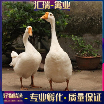 [荐]批发鹅苗白鹅苗质量保证量大优先专车配送