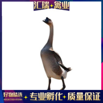 [荐]麻鹅苗黑棕鹅苗草鹅苗小鹅瘟+头疱疫苗注谢