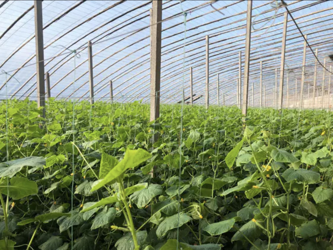 一株生长在菜园中的常规黄瓜植株,叶片宽大翠绿,藤蔓攀爬在支架上,土壤表面略显干燥,显示出对水分的依赖性 常规黄瓜植株特写