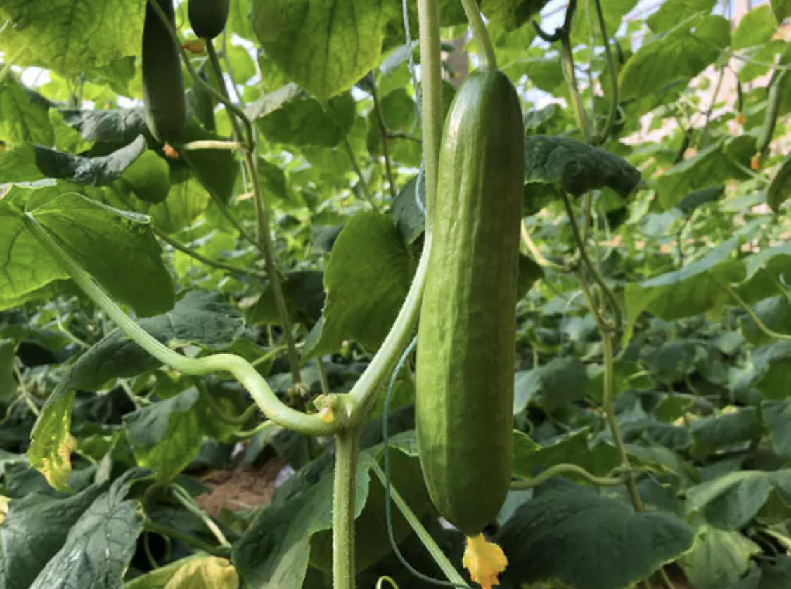 小黄瓜藤在阳光下攀爬竹架