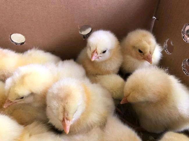 aa白羽鸡817鸡苗肉杂鸡苗