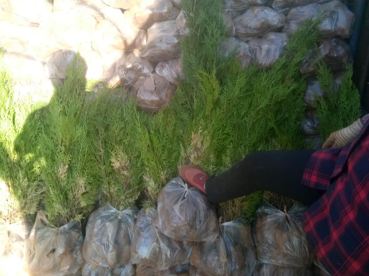 小龙柏小苗在苗木市场装车发货现场,显示其良好的市场流通性 小龙柏小苗销售现场