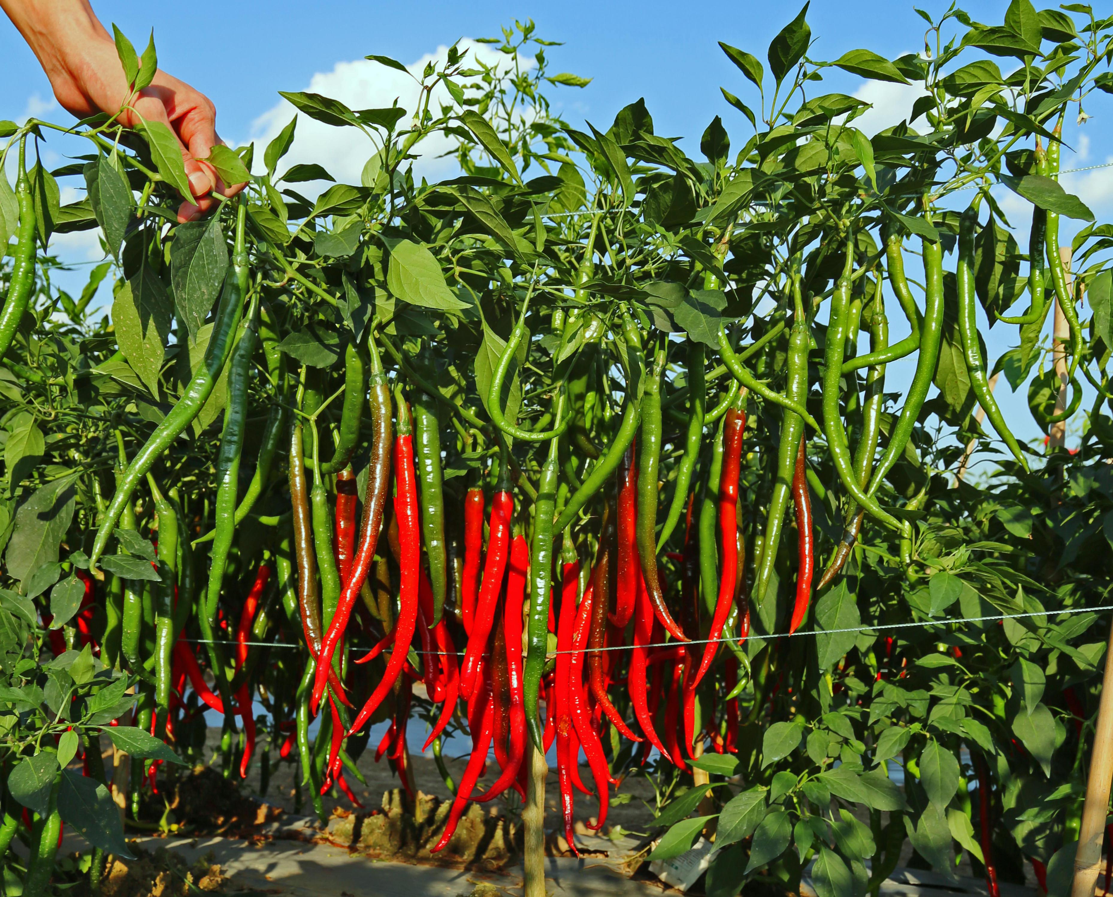 四川辣椒种子 川椒种业 线椒种子 线椒10号 8g/袋