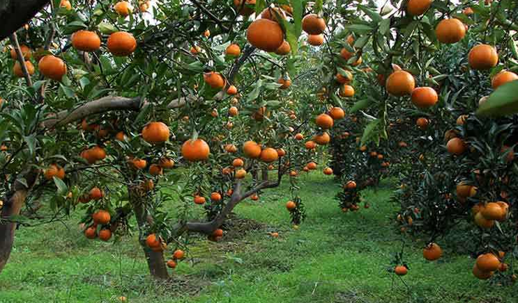 海南青金桔成龄果园丰产实景