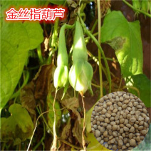 金丝指葫芦种子特种蔬菜种盆栽阳台菜籽药用指葫芦四