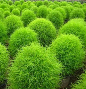 扫帚菜种子反复采摘 扫帚苗 铁扫帚 野菠菜 地肤子地肤草