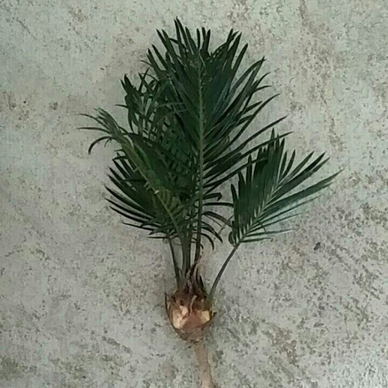 铁树苗批发基地自产自销一年小苏铁苗头径3公分以下